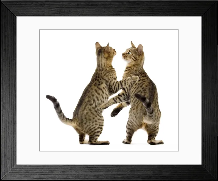 Framed Print : Cat - Bengal - two Brown spotted in studio playing Digitally manipulated image