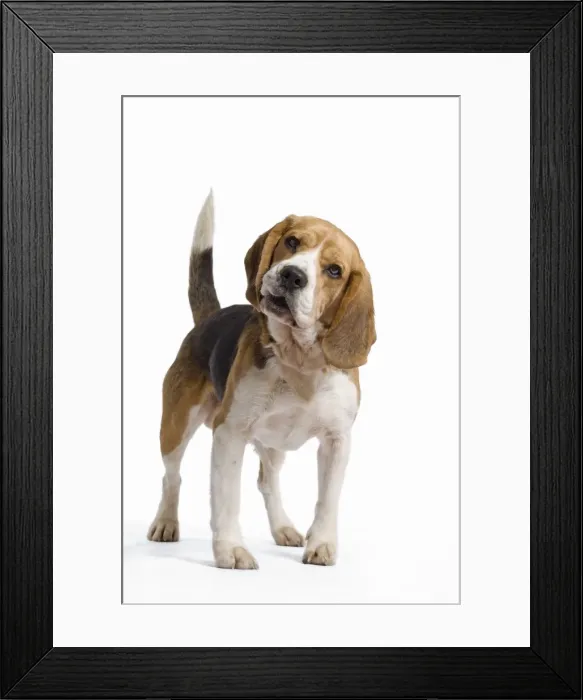 Framed Print : Dog - Beagle Framed Print : Dog - Beagle