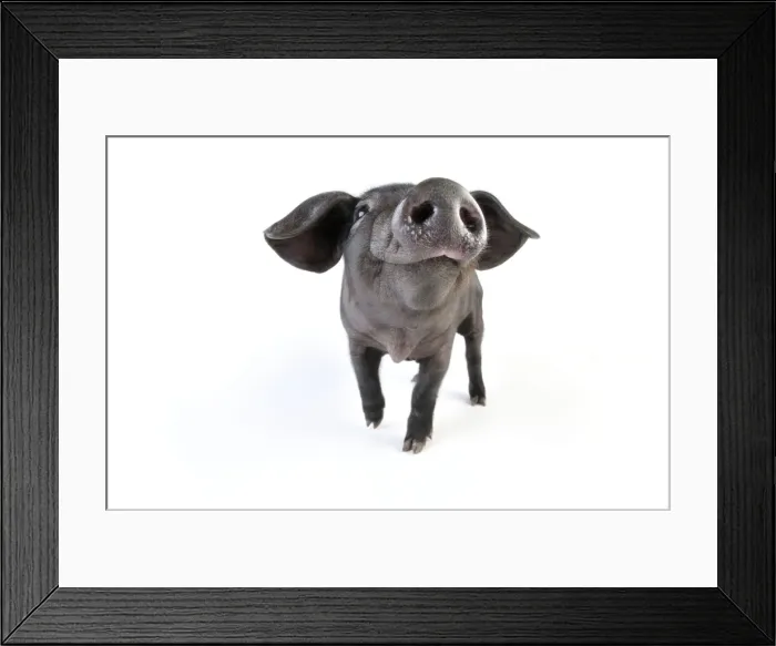 Framed Print : Pig. Large black piglet Framed Print : Pig. Large black piglet