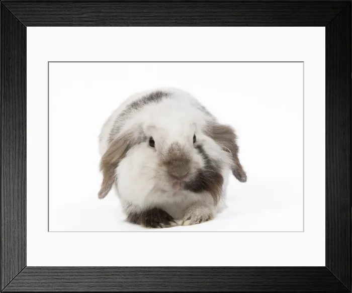 Framed Print : Lop Rabbit - in studio Framed Print : Lop Rabbit - in studio