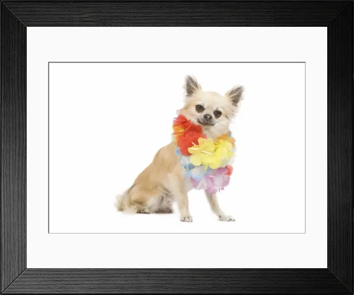 Framed Print : Dog - long-haired chihuahua wearing flower necklace / lei in studio Framed Print : Dog - long-haired chihuahua wearing flower necklace / lei in studio