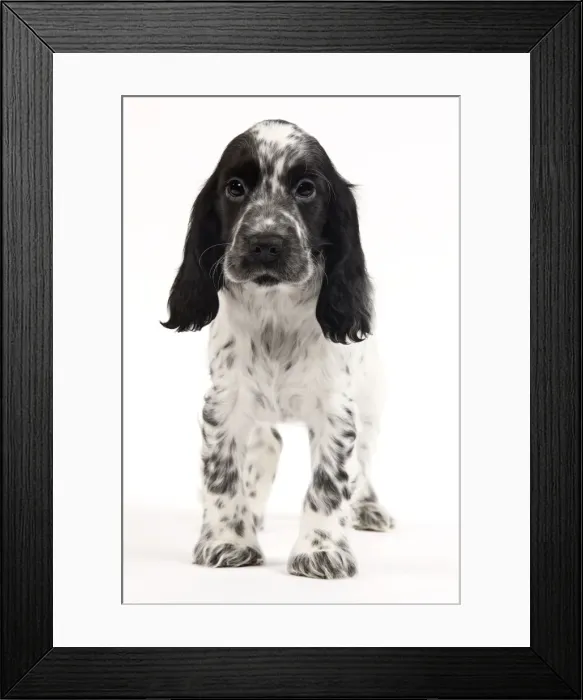 Framed Print : Dog - English Cocker Spaniel Framed Print : Dog - English Cocker Spaniel