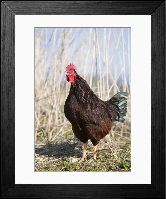 Framed Print : Cockerel Crowing - Wiltshire - UK Framed Print : Cockerel Crowing - Wiltshire - UK