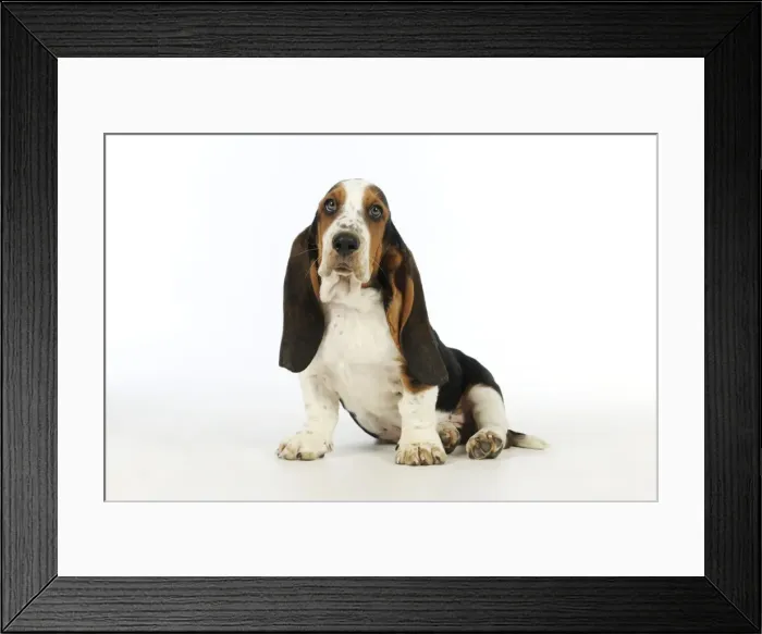 Framed Print : DOG. Basset hound puppy (10 weeks) sitting Framed Print : DOG. Basset hound puppy (10 weeks) sitting