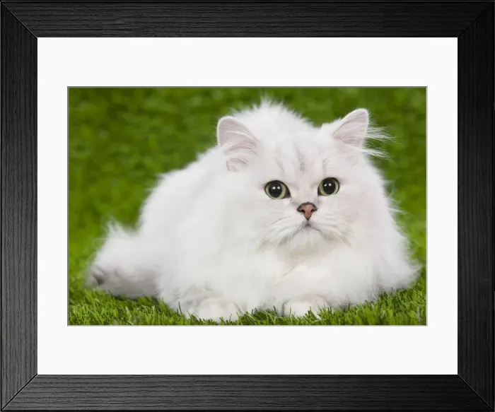 Framed Print : Cat - Persian Chinchilla kitten - black & silver Framed Print : Cat - Persian Chinchilla kitten - black & silver