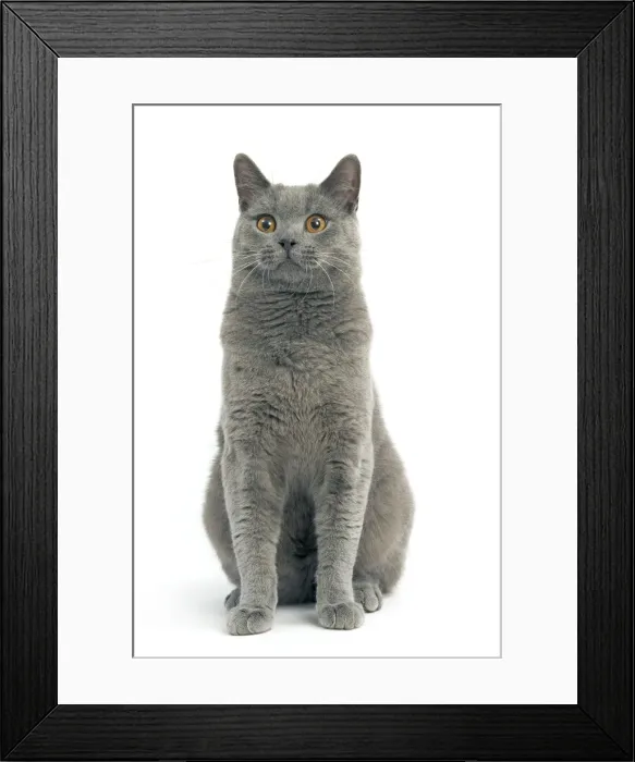 Framed Print : Cat - Chartreux in studio Framed Print : Cat - Chartreux in studio