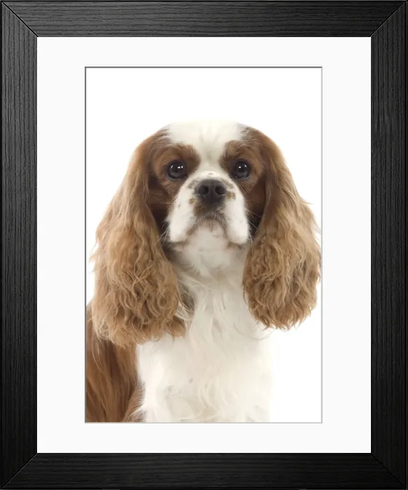 Framed Print : Dog - Cavalier King Charles Spaniel Framed Print : Dog - Cavalier King Charles Spaniel