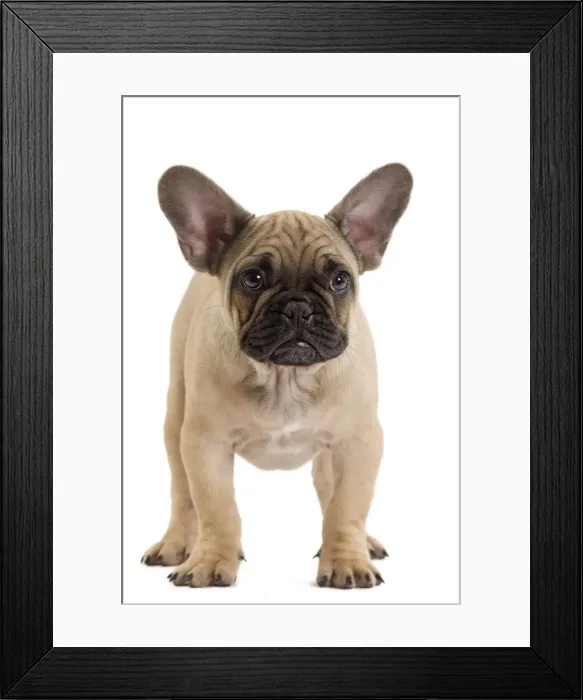 Framed Print : Dog - French Bulldog in studio Framed Print : Dog - French Bulldog in studio