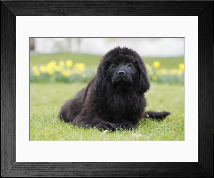 Framed Print : Newfoundland Dog
