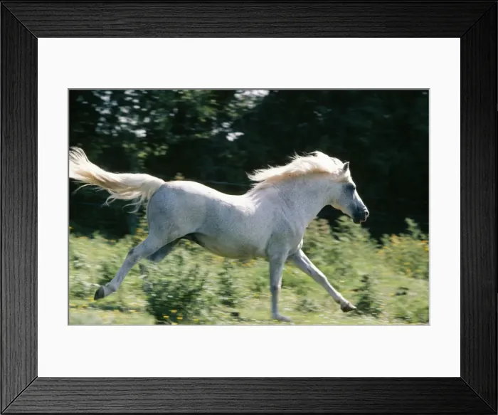 Framed Print : Horse - New Forest Stallion - Pony running Framed Print : Horse - New Forest Stallion - Pony running