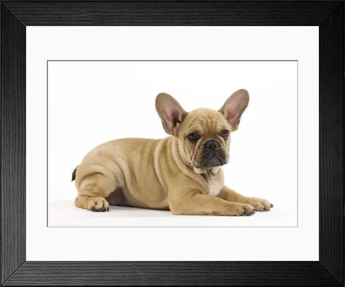 Framed Print : Dog - French Bulldog puppy Framed Print : Dog - French Bulldog puppy