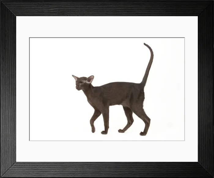 Framed Print : Cat - Oriental chocolate Framed Print : Cat - Oriental chocolate