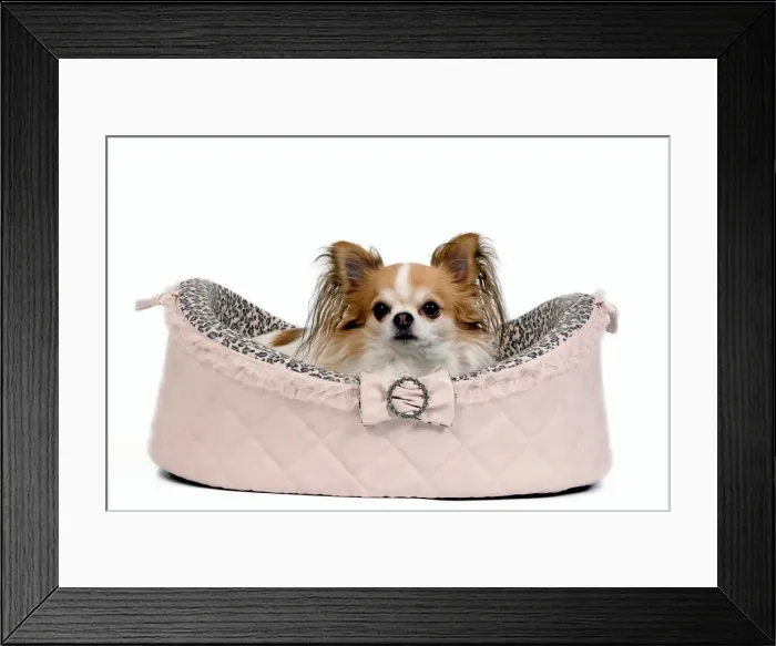Framed Print : Dog - long-haired chihuahua in studio in dog bed Framed Print : Dog - long-haired chihuahua in studio in dog bed
