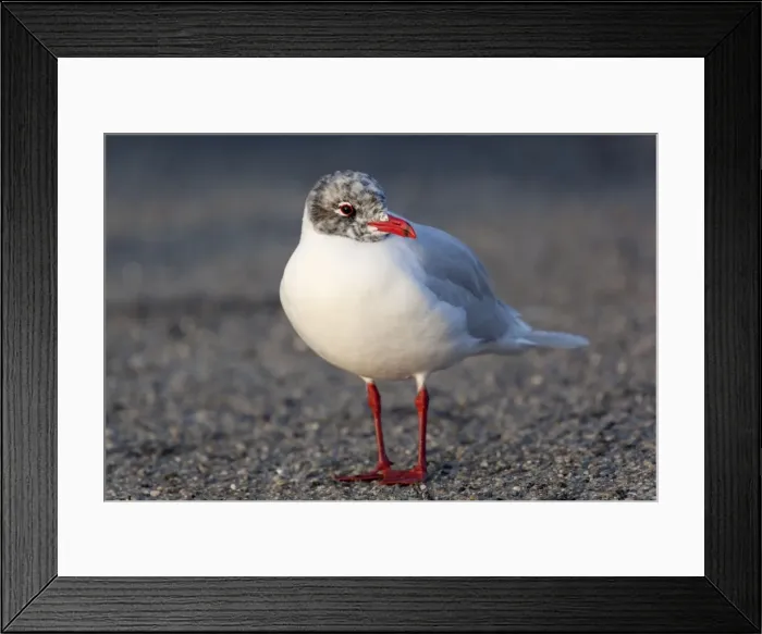 Framed Print : Mediterranean Gull - adult late winter - Cornwall - UK Framed Print : Mediterranean Gull - adult late winter - Cornwall - UK