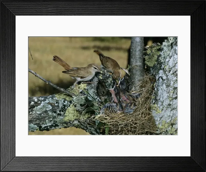 Framed Print : Rufous Bush Robin  /  Rufus Bush Chat - adults feeding young at nest
