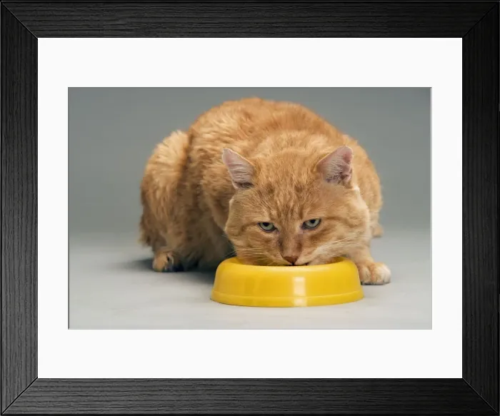 Framed Print : Cat - European red tabby in studio - feeding from bowl in studio Framed Print : Cat - European red tabby in studio - feeding from bowl in studio