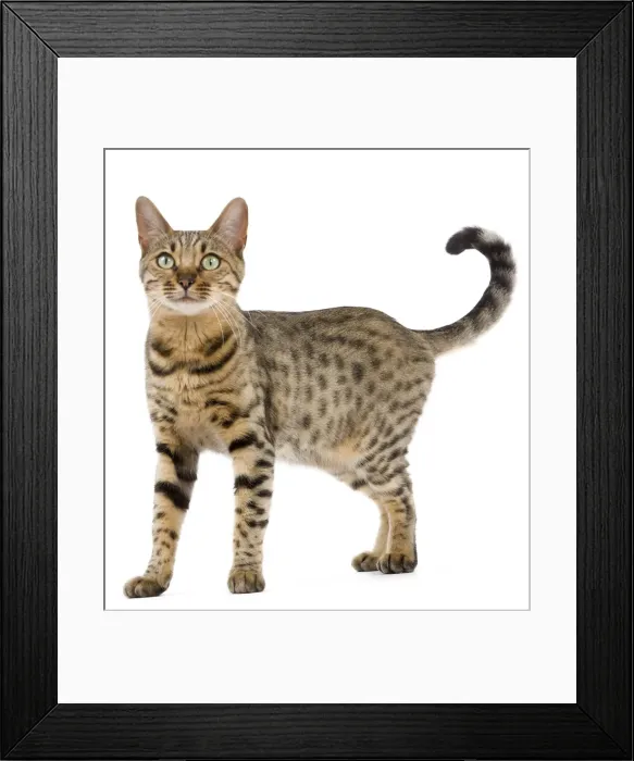 Framed Print : Cat - Bengal - Brown spotted in studio