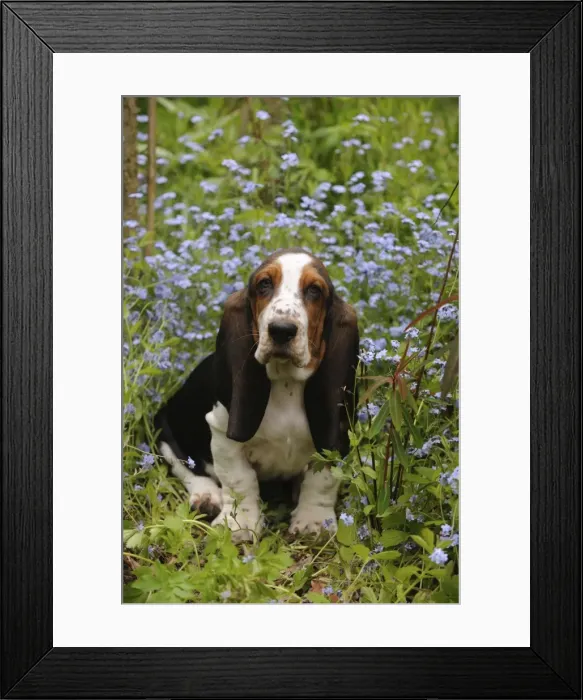 Framed Print : DOG. Basset hound puppy (10 weeks) sitting in flowers Framed Print : DOG. Basset hound puppy (10 weeks) sitting in flowers