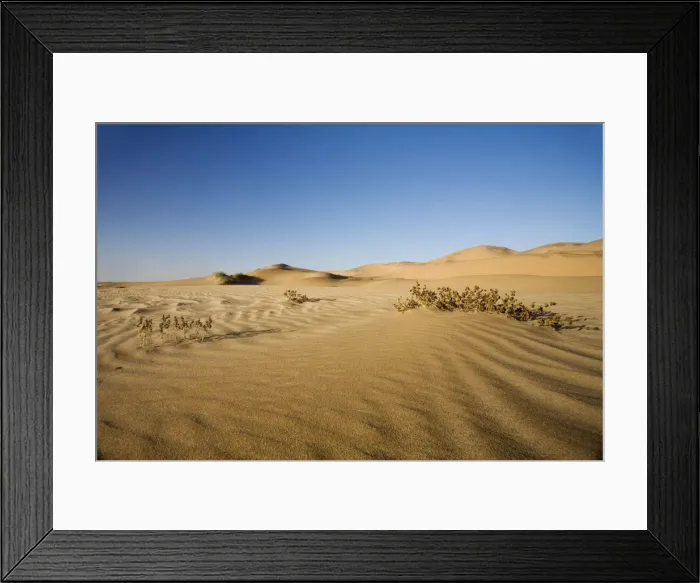 Framed Print : Vegetation growing in the dunes of the Namib Desert Namibia, Africa Framed Print : Vegetation growing in the dunes of the Namib Desert Namibia, Africa