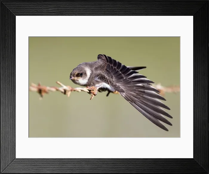 Framed Print : Sand Martin - on barbed wire fence - stretching wing - Cornwall - UK Framed Print : Sand Martin - on barbed wire fence - stretching wing - Cornwall - UK
