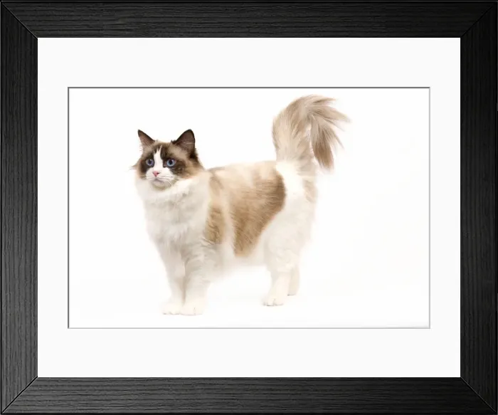 Framed Print : Cat - Ragdoll - Seal tortie point and white in studio Framed Print : Cat - Ragdoll - Seal tortie point and white in studio