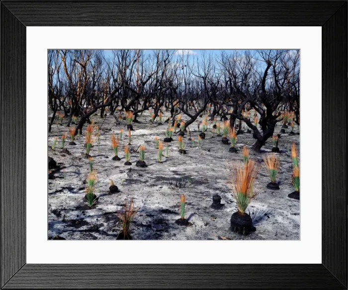 Framed Print : Regeneration seven weeks after bushfire Grasstree leaves about 30 cm tall, no growth on eualypts nor on Banksia serrrata, Royal National Park, New South Wales, Australia JPF33645 Framed Print : Regeneration seven weeks after bushfire Grasstree leaves about 30 cm tall, no growth on eualypts nor on Banksia serrrata, Royal National Park, New South Wales, Australia JPF33645