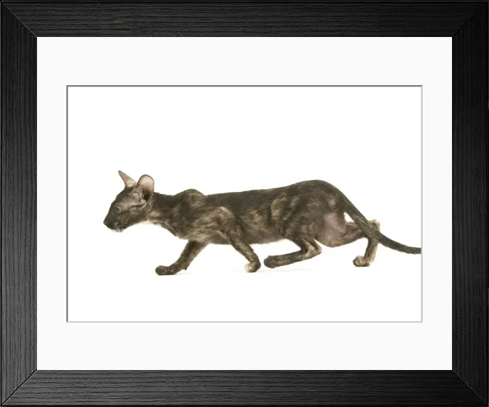 Framed Print : Cat - Oriental tortie seal kitten in studio Framed Print : Cat - Oriental tortie seal kitten in studio