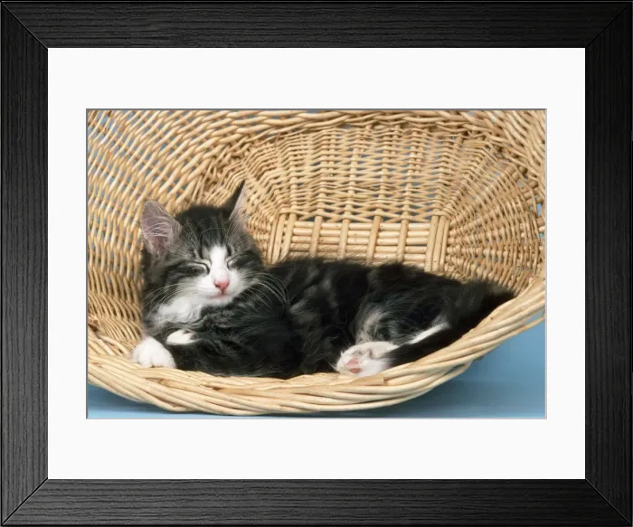 Framed Print : Norwegian Forest Cat Framed Print : Norwegian Forest Cat