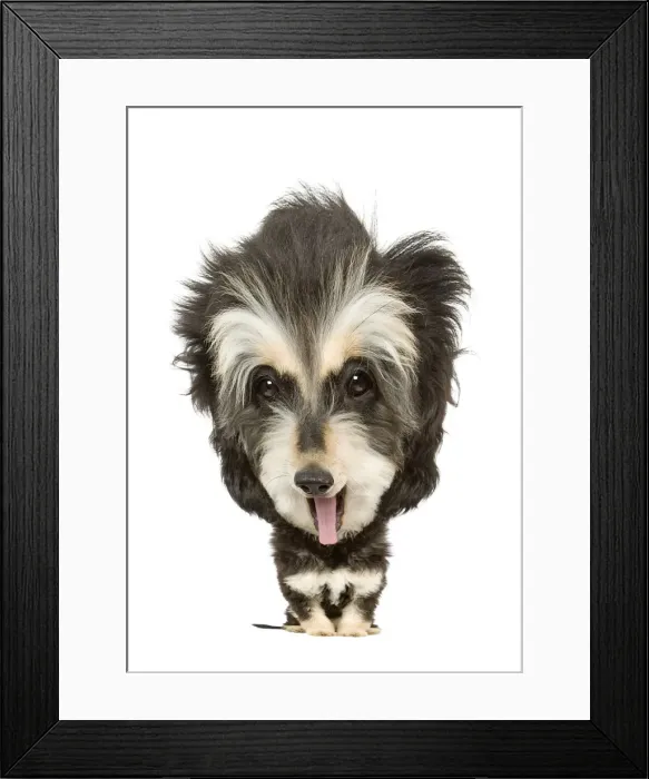Framed Print : Dog - Afhgan - 6 month old puppy Manipulated Image (by photographer)