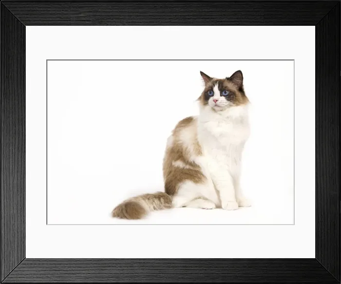 Framed Print : Cat - Ragdoll - Seal tortie point and white in studio Framed Print : Cat - Ragdoll - Seal tortie point and white in studio