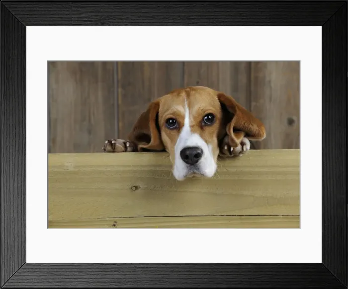 Framed Print : Dog - Beagle - peaking over gate Framed Print : Dog - Beagle - peaking over gate