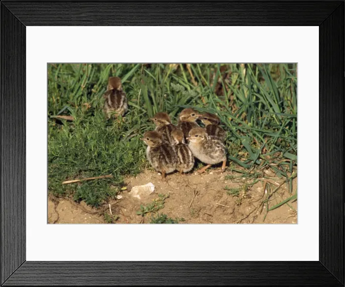 Framed Print : French Partridge - chicks Framed Print : French Partridge - chicks