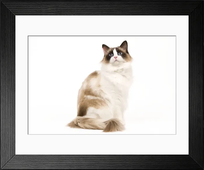 Framed Print : Cat - Ragdoll - Seal tortie point and white in studio Framed Print : Cat - Ragdoll - Seal tortie point and white in studio