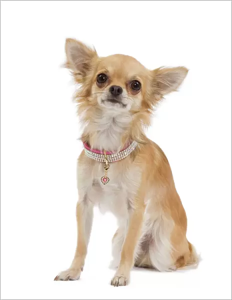 Dog - Long-haired Chihuahua wearing diamante collar