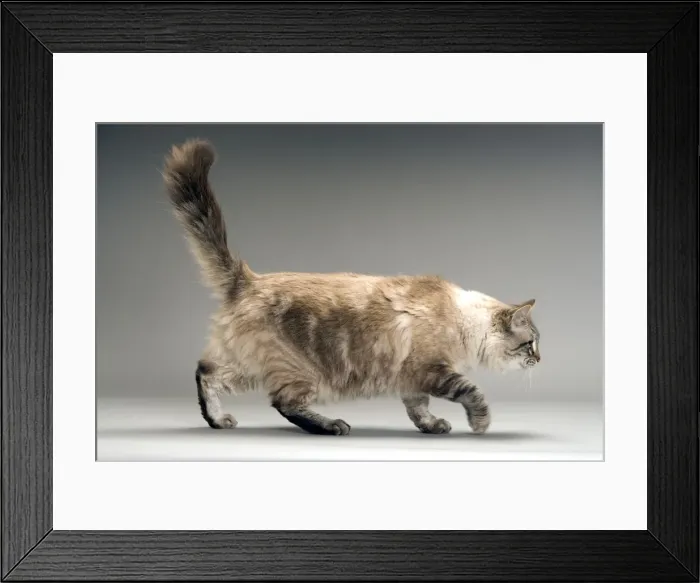 Framed Print : Long-haired Cat - in studio Framed Print : Long-haired Cat - in studio