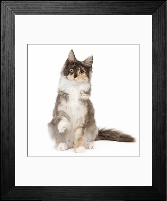Framed Print : Cat - Maine Coon - 7 month old Black tortie smoke & white in studio Framed Print : Cat - Maine Coon - 7 month old Black tortie smoke & white in studio
