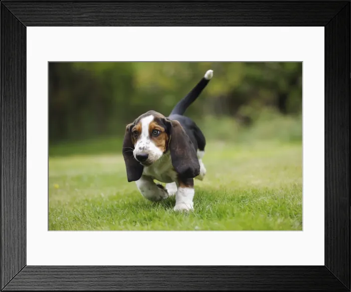 Framed Print : DOG. Basset hound puppy (10 weeks) walking Framed Print : DOG. Basset hound puppy (10 weeks) walking