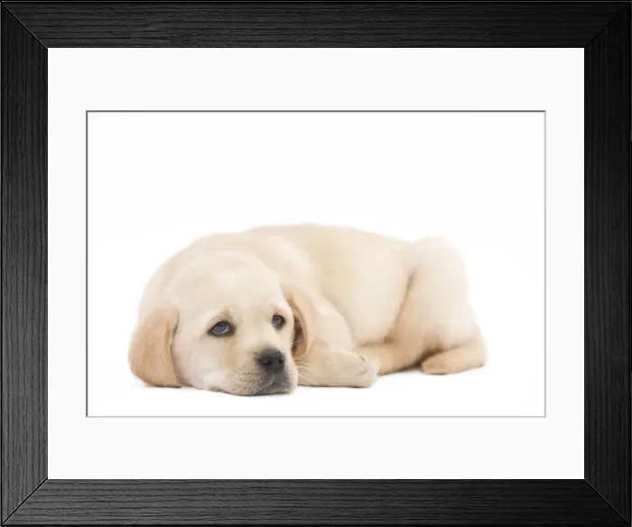 Framed Print : Dog - Labrador puppy in studio Framed Print : Dog - Labrador puppy in studio