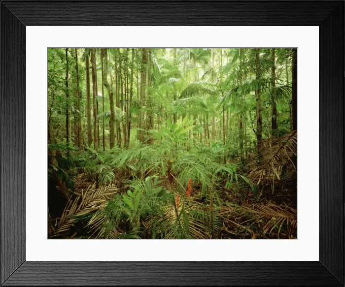 Framed Print : Subtropical rainforest with Bangalow palms and Walking stick palms (Linospadix monostachya) New South Wales, Australia JPF32185 Framed Print : Subtropical rainforest with Bangalow palms and Walking stick palms (Linospadix monostachya) New South Wales, Australia JPF32185