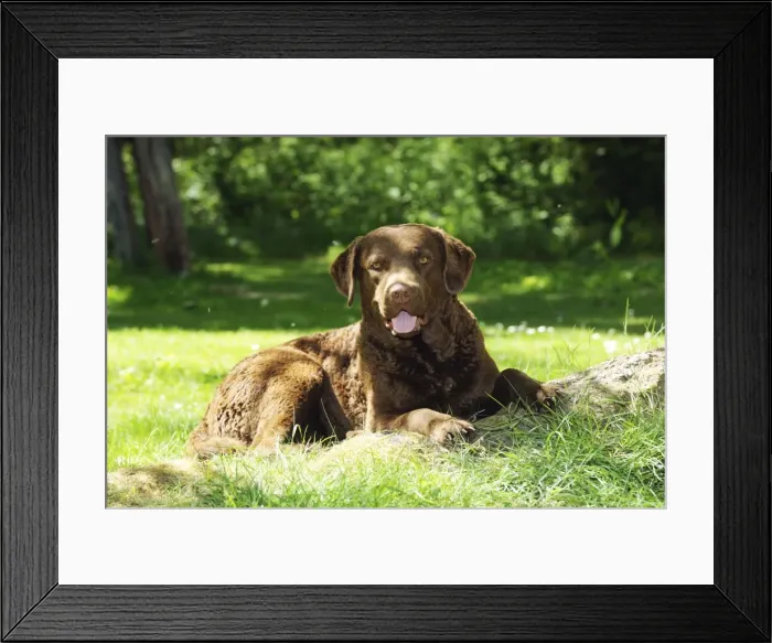 Framed Print : DOG. Cheasapeake bay retriever laying on tree root Framed Print : DOG. Cheasapeake bay retriever laying on tree root
