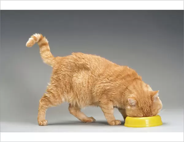Cat - European red tabby in studio - feeding from bowl in studio