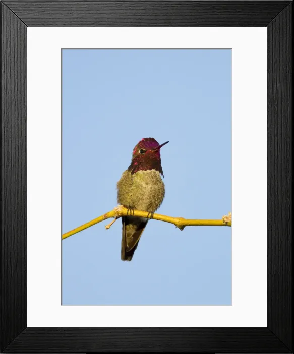 Framed Print : Anna's Hummingbird. Adult Male. Arizona in March. USA