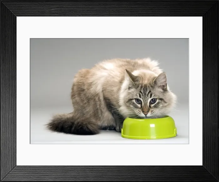 Framed Print : Long-haired Cat - eating food from bowl in studio Framed Print : Long-haired Cat - eating food from bowl in studio