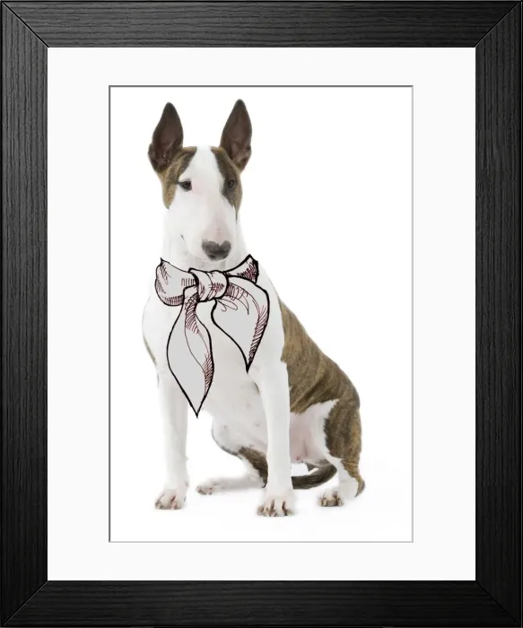 Framed Print : Dog - Bull terrier in studio wearing scarf / tie Framed Print : Dog - Bull terrier in studio wearing scarf / tie