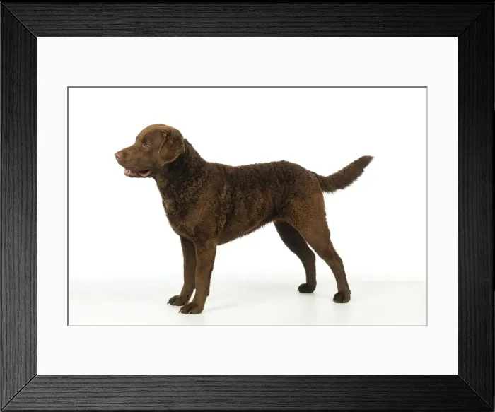 Framed Print : DOG. Cheasapeake bay retriever standing Framed Print : DOG. Cheasapeake bay retriever standing