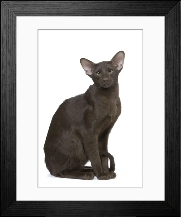 Framed Print : Cat - Oriental chocolate Framed Print : Cat - Oriental chocolate