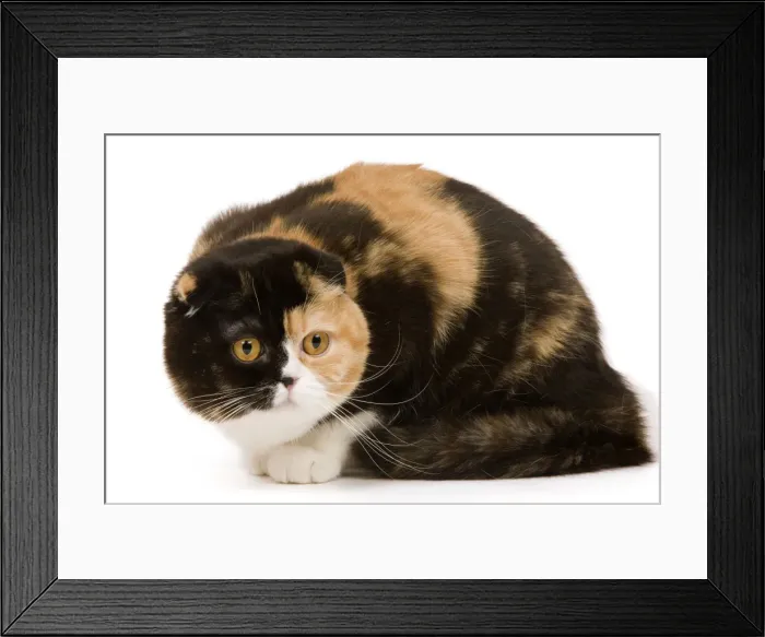 Framed Print : Cat - Scottish fold in studio Framed Print : Cat - Scottish fold in studio