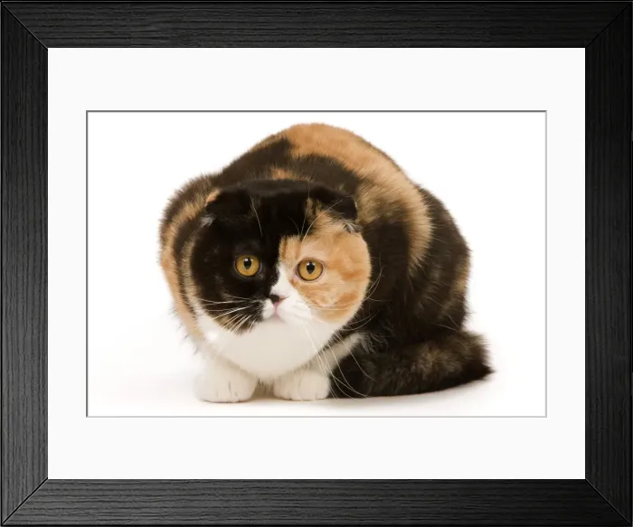 Framed Print : Cat - Scottish fold in studio Framed Print : Cat - Scottish fold in studio