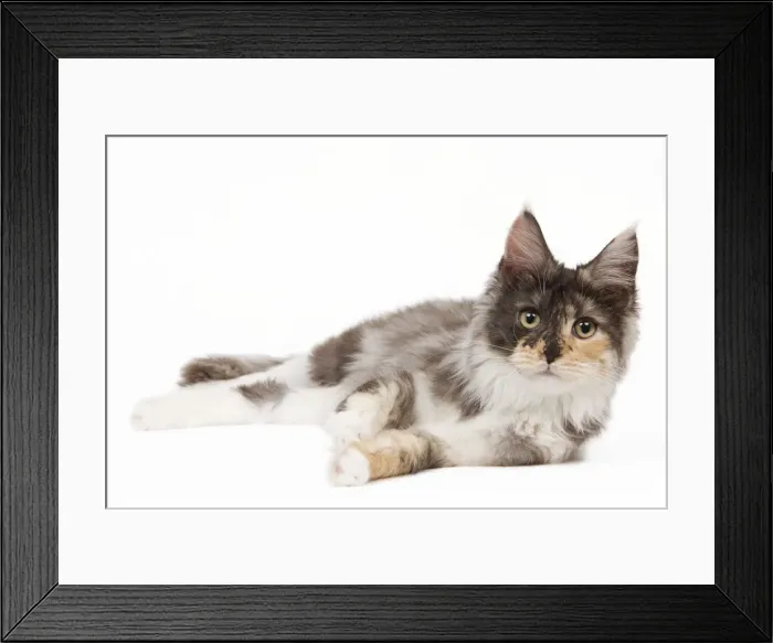 Framed Print : Cat- Maine Coon - 7 month old Black tortie smoke & white Framed Print : Cat- Maine Coon - 7 month old Black tortie smoke & white