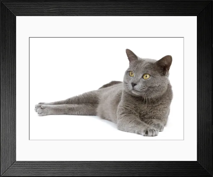 Framed Print : Cat- Chartreux in studio Framed Print : Cat- Chartreux in studio
